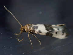 Enolmis acanthella