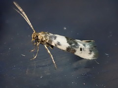 Enolmis acanthella