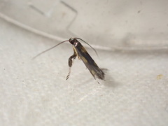 Euspilapteryx auroguttella