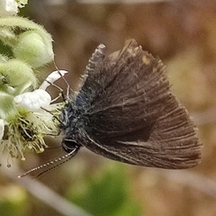 Satyrium ilicis