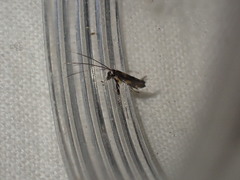 Euspilapteryx auroguttella