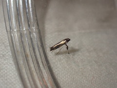 Euspilapteryx auroguttella