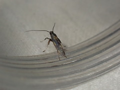 Euspilapteryx auroguttella