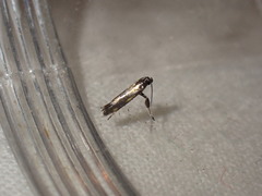 Euspilapteryx auroguttella