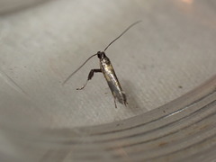 Euspilapteryx auroguttella