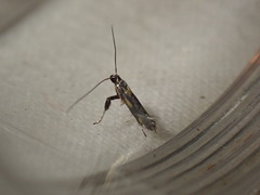 Euspilapteryx auroguttella