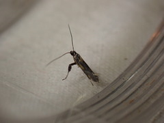 Euspilapteryx auroguttella