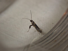 Euspilapteryx auroguttella