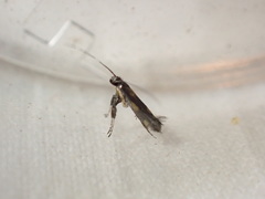 Euspilapteryx auroguttella