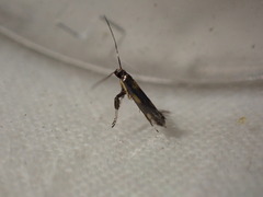 Euspilapteryx auroguttella