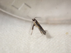 Euspilapteryx auroguttella