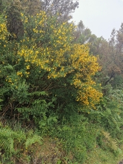 Cytisus scoparius image