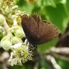 Satyrium ilicis