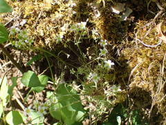 Saxifraga fragosoi