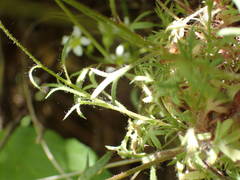 Saxifraga fragosoi
