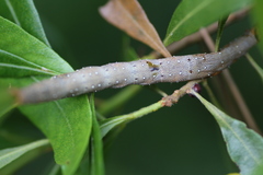 Catocala muliercula