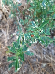 Subcoccinella vigintiquatuorpunctata