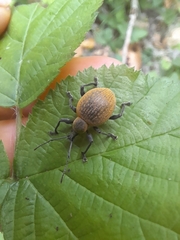 Otiorhynchus armadillo