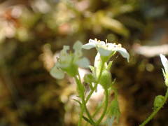 Saxifraga fragosoi