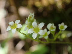 Saxifraga fragosoi