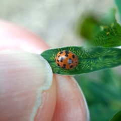 Subcoccinella vigintiquatuorpunctata