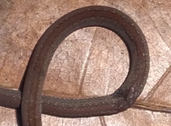 Natriciteres variegata