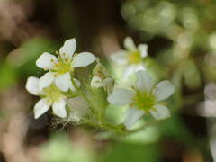 Saxifraga fragosoi