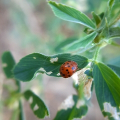 Subcoccinella vigintiquatuorpunctata