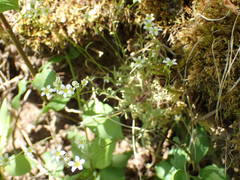 Saxifraga fragosoi