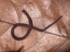 Natriciteres variegata