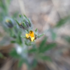 Potentilla