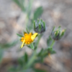 Potentilla