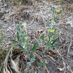 Potentilla