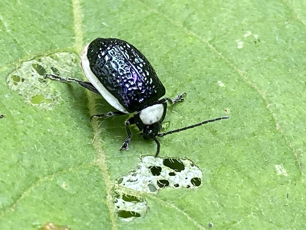 Asphaera albomarginata