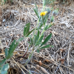 Potentilla