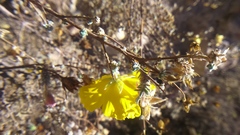 Balbisia verticillata