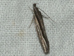 Leptosaces schistopa