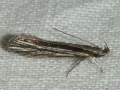 Leptosaces schistopa