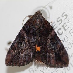 Catocala muliercula