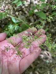 Ligusticum canadense