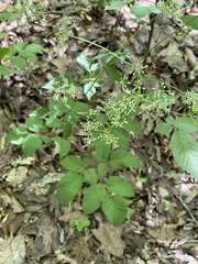 Ligusticum canadense