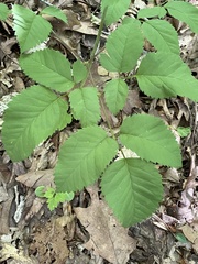 Ligusticum canadense