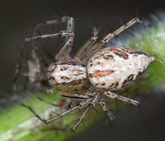 Oxyopes aglossus