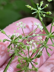 Ligusticum canadense