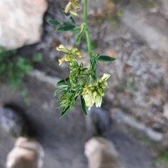 Fabaceae