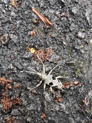 Triammatus chevrolati