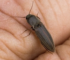 Agriotes lineatus