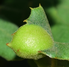 Plagiotrochus australis