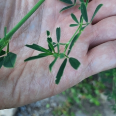 Fabaceae