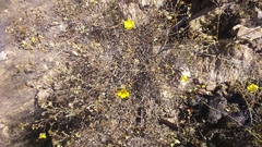 Balbisia verticillata